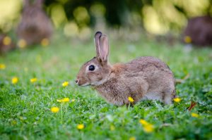 close up photography of brown rabbit garden