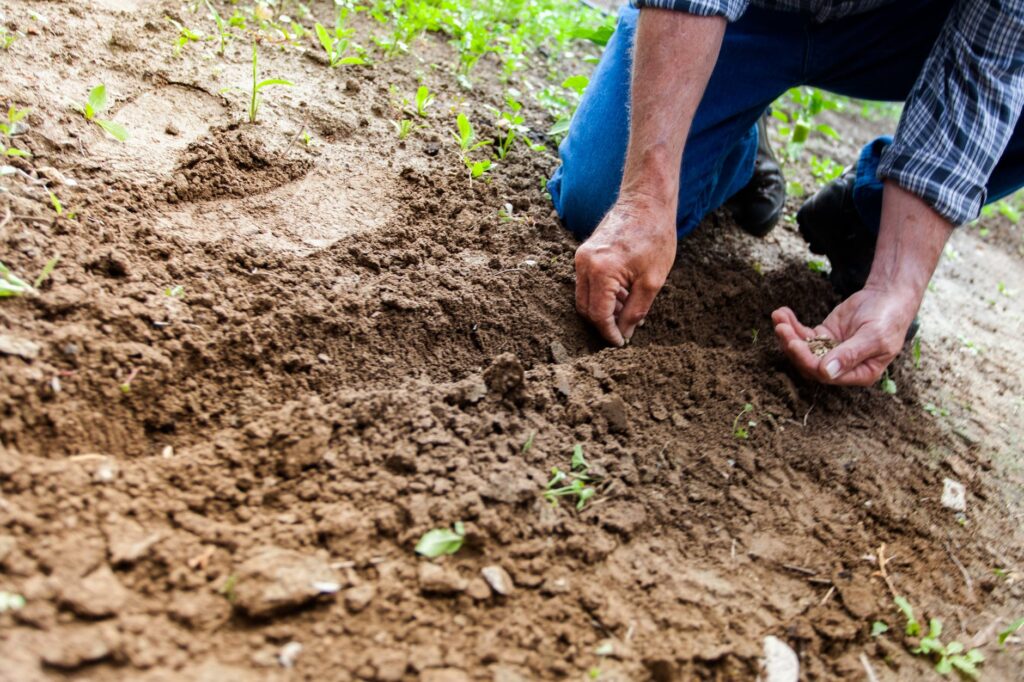 How to Improve the Quality of Your Garden Soil