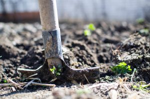 agriculture backyard blur close up soil