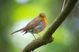 animal avian beak bird garden