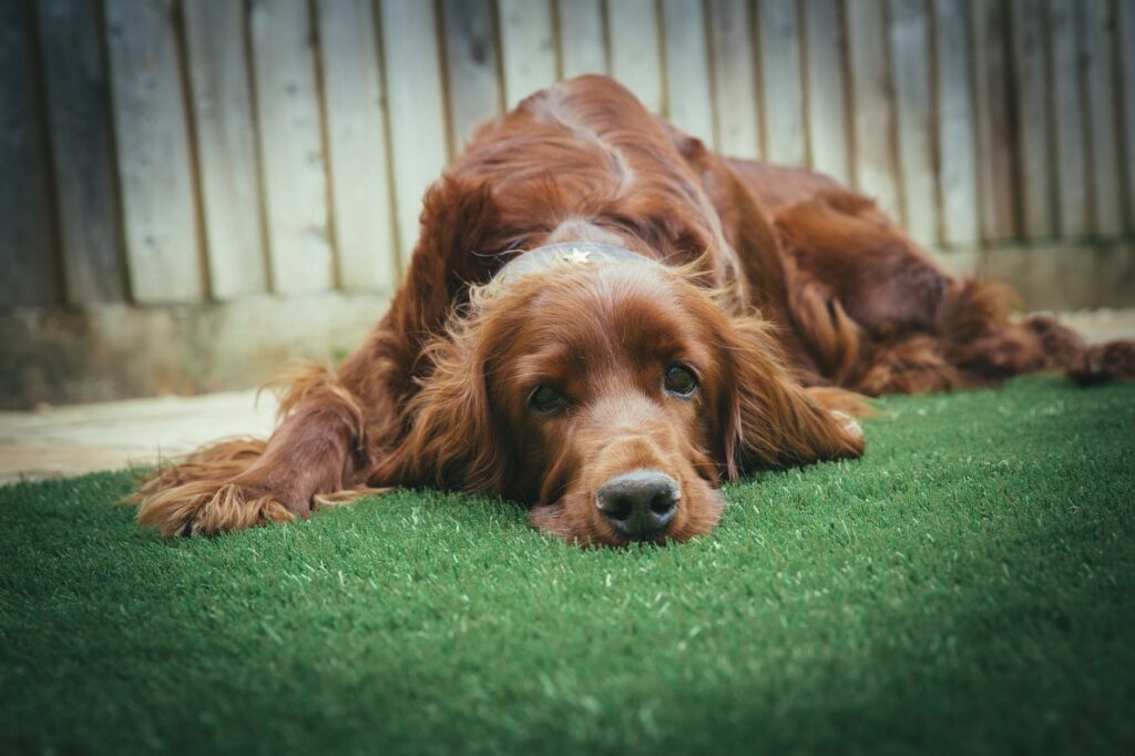 How to Dog Proof Your Garden