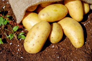 growing potatoes beginning gardeners