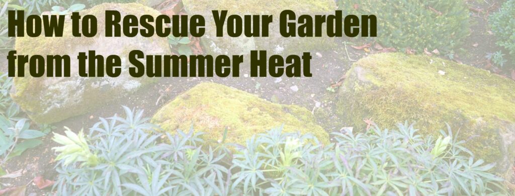 How to Rescue Your Garden from the Summer Heat