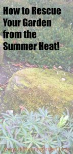 summer garden heat