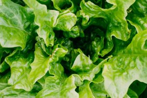 leaf lettuce