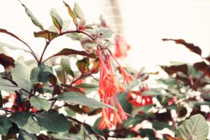 selective focus photo of orange honeysuckle flowers