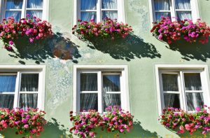 gardening red pink flower hang on the windows