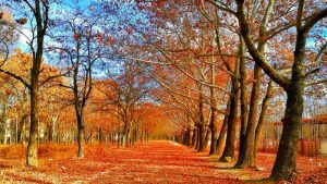 pave covered on red leaf between trees