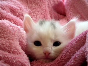 pet cute fur animals