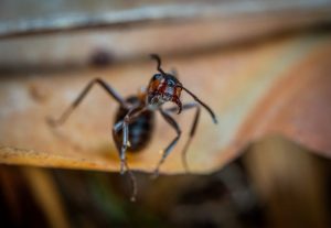 macro photo of brown army ant