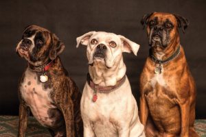 photography of three dogs looking up