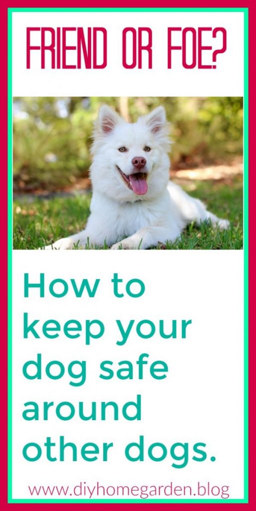 dog safe