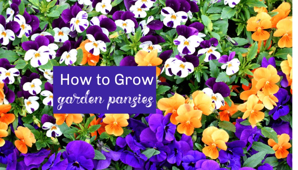 garden pansies