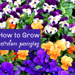 garden pansies
