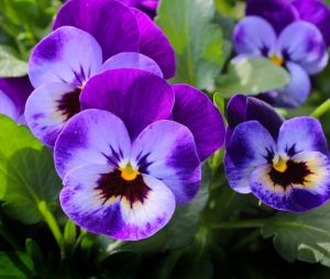 garden pansies