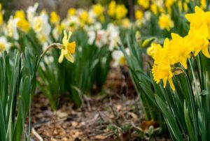 preparing your garden for spring