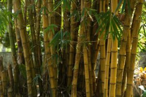 bamboo invasive species
