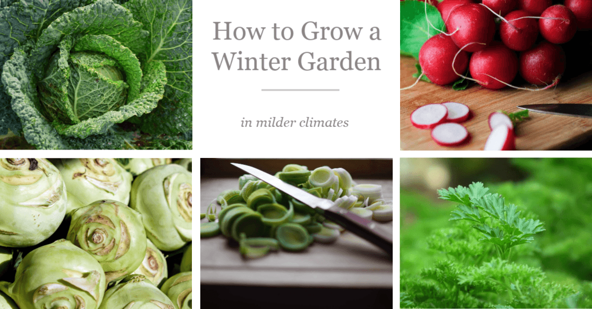 How To Grow A Winter Garden In Milder Climates Diy Home Garden