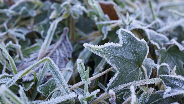 How to Protect Plants from Frost
