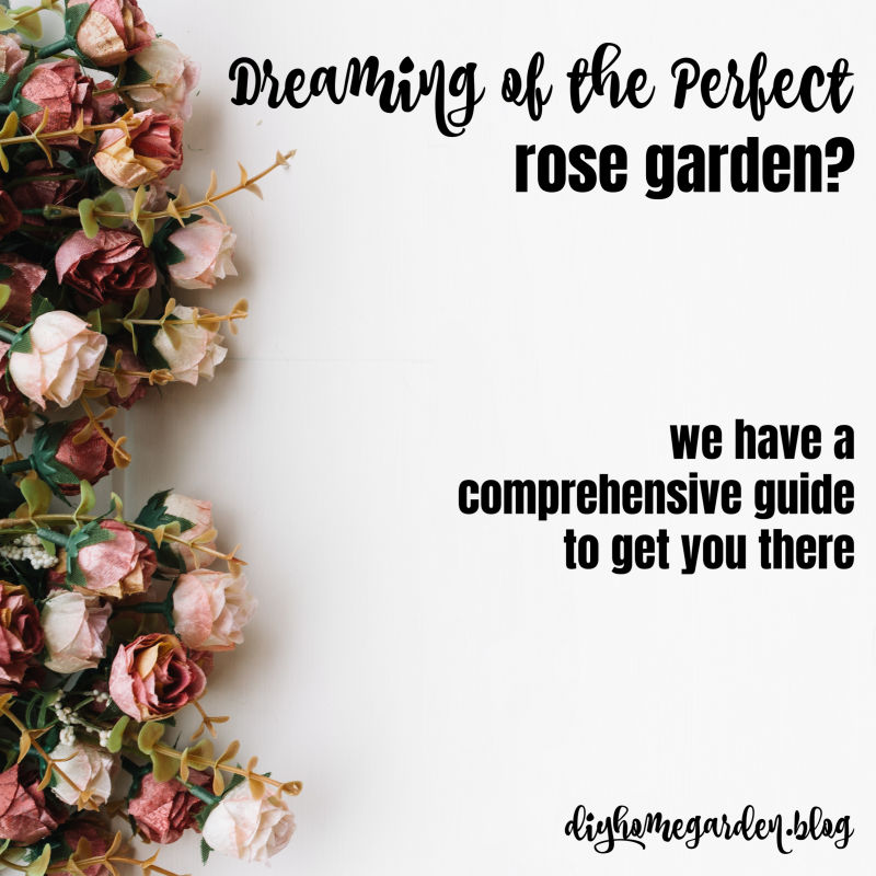 Dreaming of the Perfect Rose Garden?