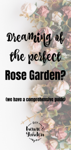 rose garden