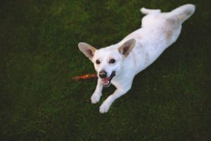 dog on the grass