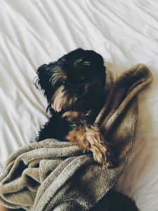 black and brown yorkie laying on bed with brown towel