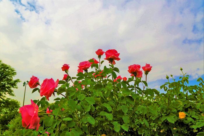 Dreaming of the Perfect Rose Garden? | diyhomegarden