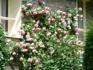 climbing roses