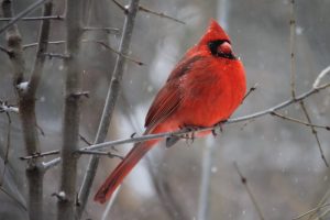 wildlife cardinals