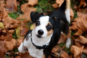 dog in garden