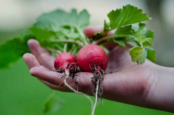 kitchen garden