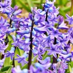 early spring flowers hyacinth