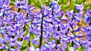 early spring flowers hyacinth