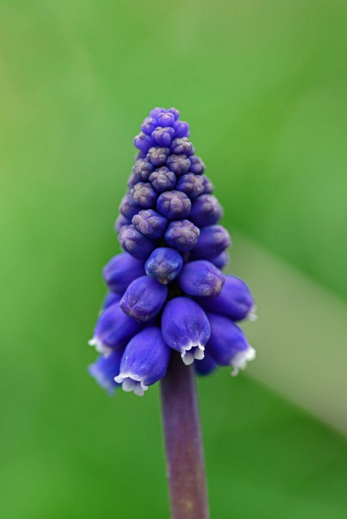 early spring flowers grape hyacinth