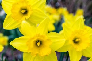 early spring flower daffodil
