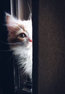 kitten