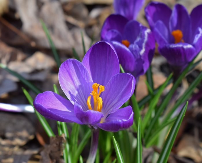 early spring flowers crocus