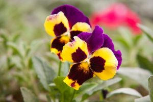 early spring flower pansy