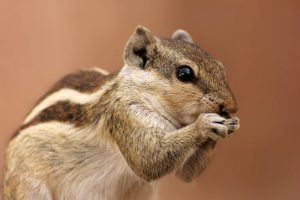 common pests squirrel