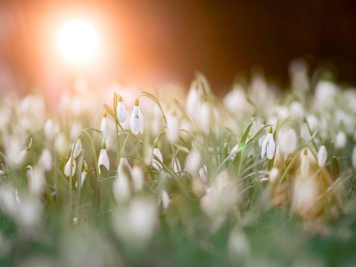 early spring flowers snowdrop