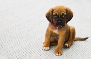 dog on clean carpet