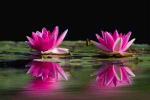 pink water lilies on pond