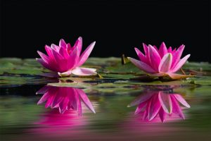 pink water lilies