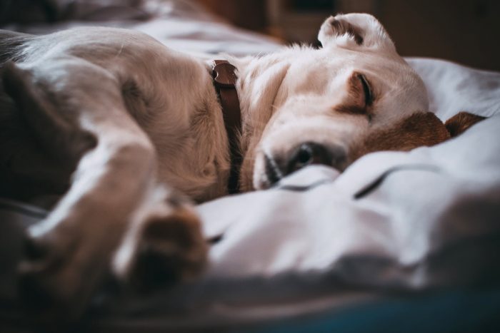 Does Your Dog Sleep On Your Bed? Here’s Why It’s a Bad Idea
