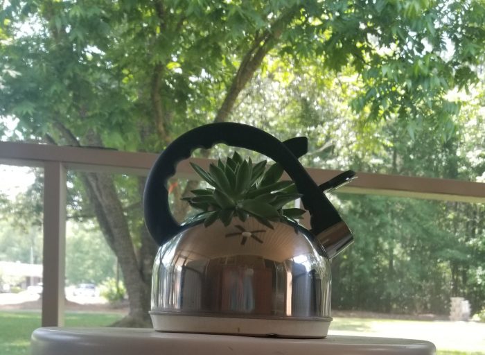 teapot container garden
