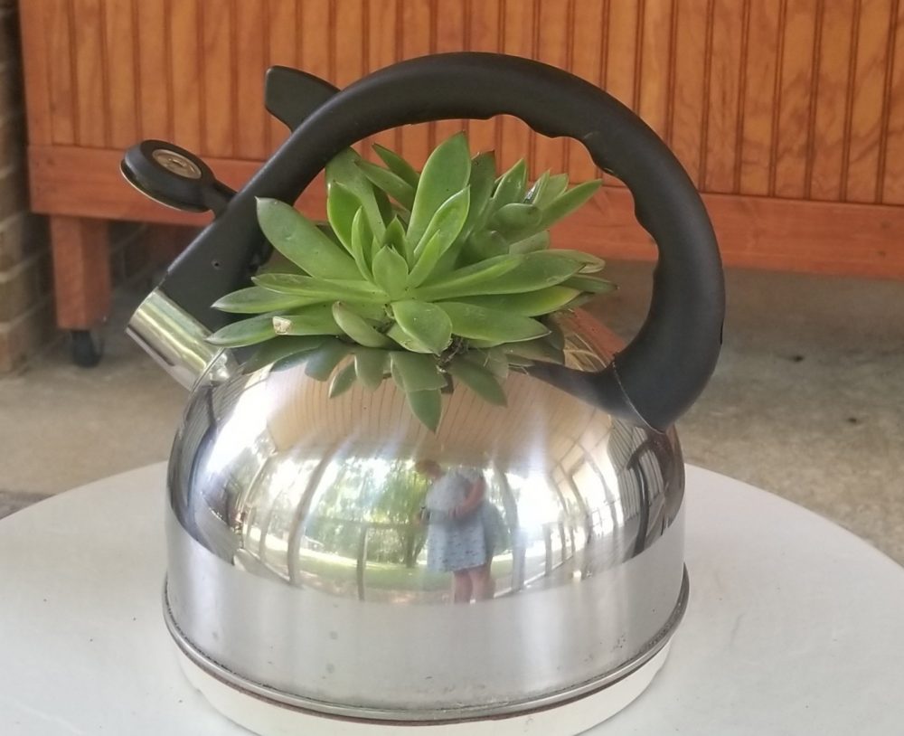 Succulent Container Garden in a Recycled Teapot