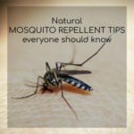 Mosquito Repellent: A Comprehensive Guide To Natural Insect Control