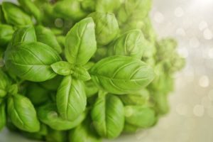 sweet basil