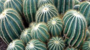 succulent plants cactus